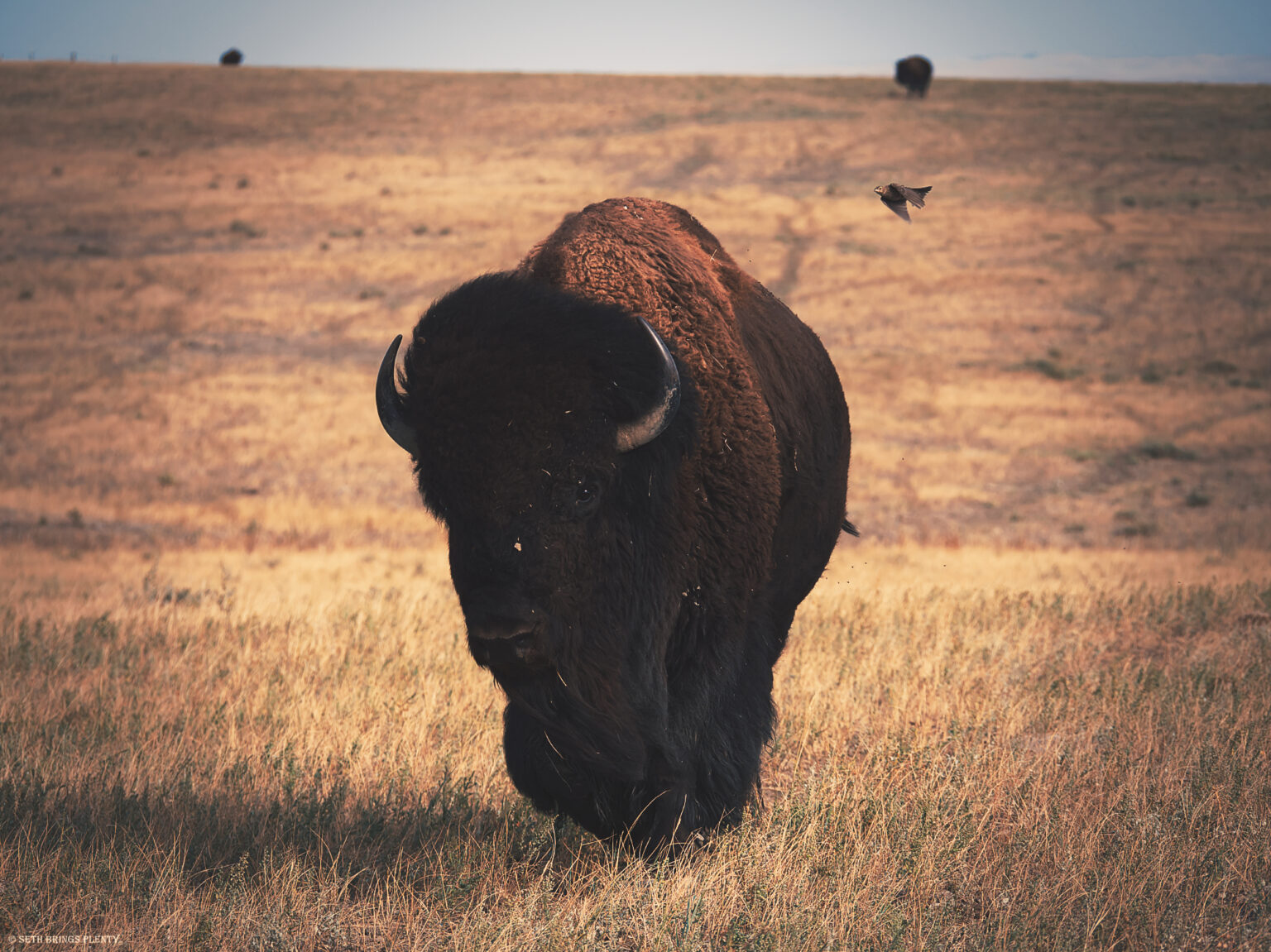 Buffalo Road – Your Lakota Ranch Experience on the South Dakota Prairie